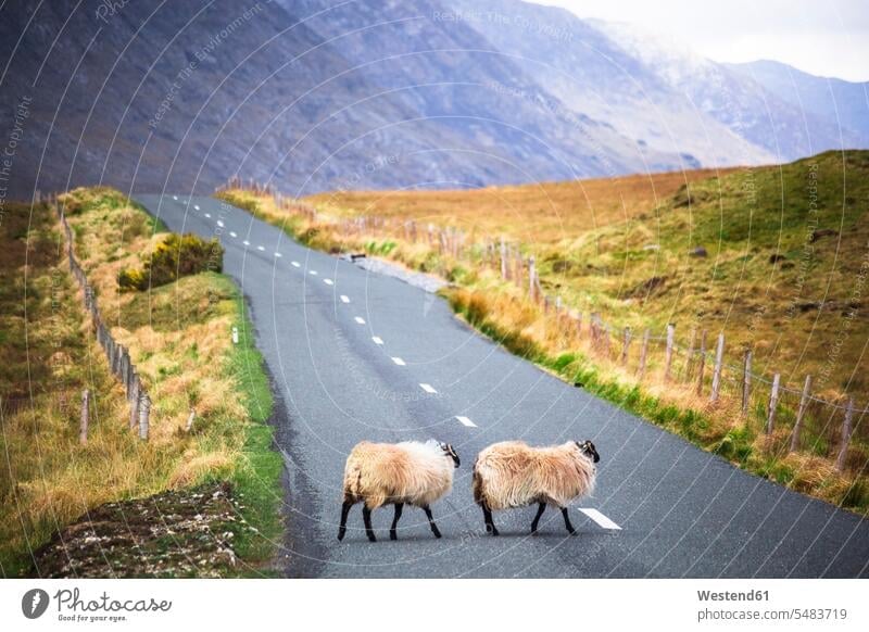 Ireland, Sheep on a country road in Connemara agriculture two animals 2 2 animals landscape landscapes scenery terrain domestic sheep ovis orientalis aries