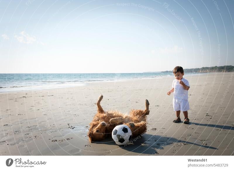 Little boy watching dog rolling around on the sandy beach dogs Canine beaches baby boys male pets animal creatures animals babies infants people persons