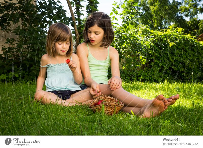 Two sisters sitting together on a meadow eating strawberries Seated girl females girls child children kid kids people persons human being humans human beings