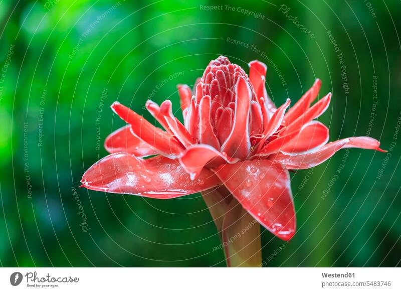 Seychelles, Mahe, Mont Fleuri Botanical Gardens, flower of red ginger, Alpinia Purpurata delicate Delicateness dainty Tender nature natural world
