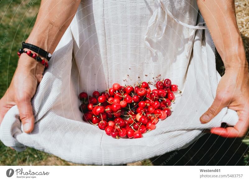 Woman holding white apron full of cherries, partial view aprons Cherry Cherries harvest harvesting harvests Fruit Fruits Food foods food and drink Nutrition