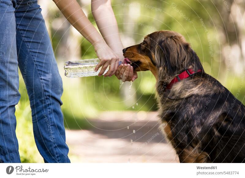 Woman giving her dog water to drink dogs Canine give pets animal creatures animals drinking woman females women hand human hand hands human hands Adults