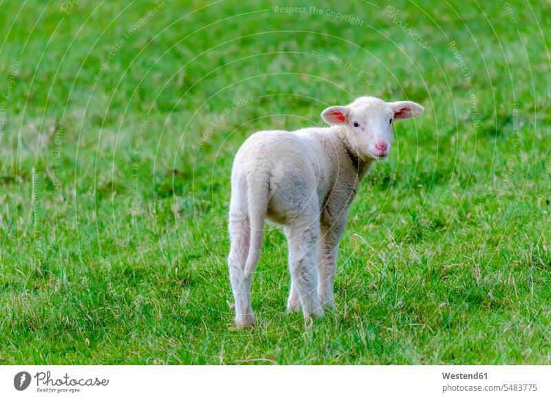 Lamb on a meadow rural country countryside Germany tranquility tranquillity Calmness sheep Ovis day daylight shot daylight shots day shots daytime one animal 1