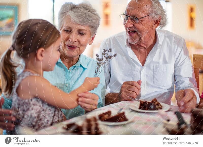 Grandparents celebrating a birthday with their granddaughter, eating chocolate cake Birthday cake Birthday cakes celebrate partying Birthday Celebration