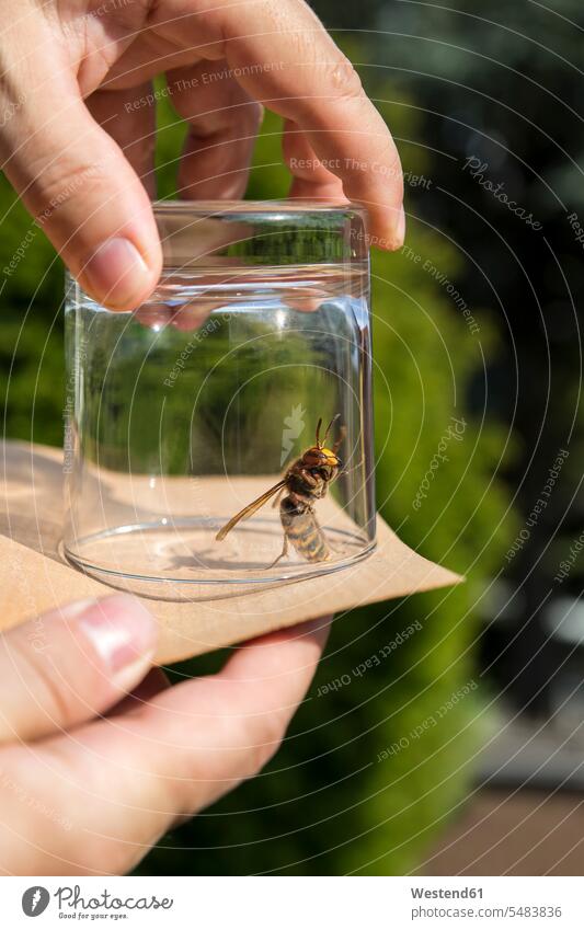 Man releasing an hornet caucasian caucasian ethnicity caucasian appearance european vespa crabro european hornet hornets one animal 1 outdoors outdoor shots
