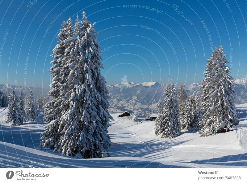 Austria, St Johann im Pongau, snow-covered winter landscape hibernal Fir Abies Firs Solitude seclusion Solitariness solitary remote secluded copy space