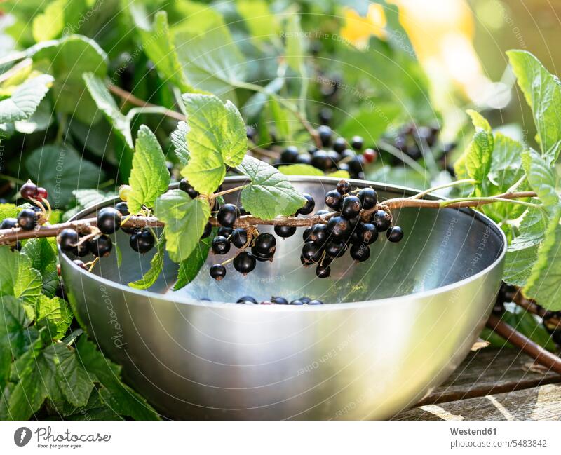 Blackcurrant (Ribes nigrum) berries on branches with a stainless steel bowl to collect them food and drink Nutrition Alimentation Food and Drinks Currant