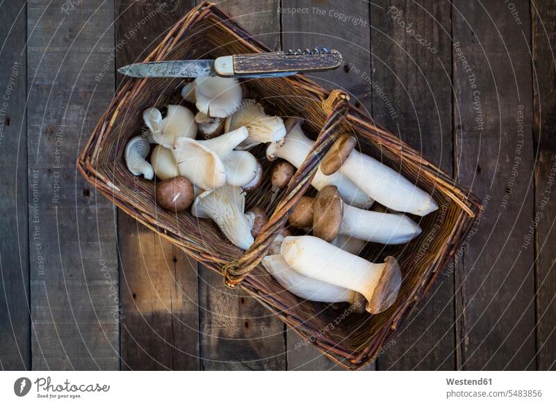 Wickerbasket with different sorts of mushrooms and a pocket knife on wood food and drink Nutrition Alimentation Food and Drinks dark rustic Pleurotus ostreatus