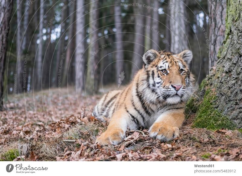 Young Siberian tiger lying in forest Siberian tigers Panthera tigris altaica Amur tiger Amur tigers outdoors outdoor shots location shot location shots