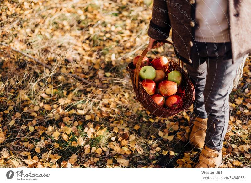 Boy carrying basket full of apples on forest path with autumn leaves boy boys males walking going baskets woods forests Apple Apples child children kid kids