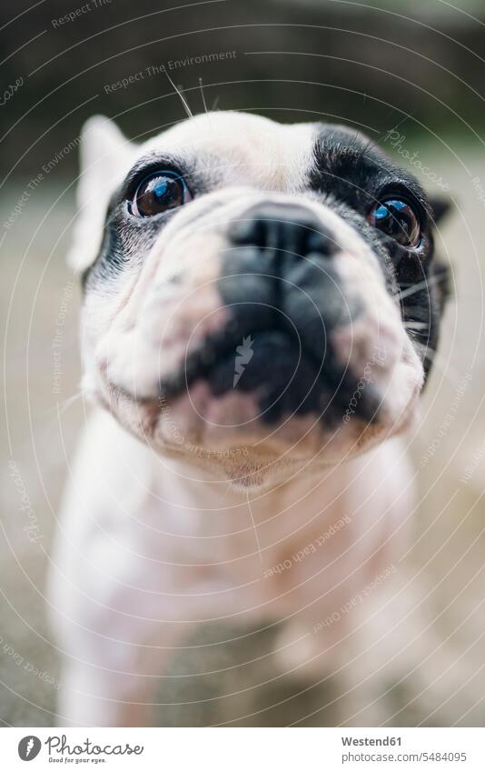 Portrait of French Bulldog nobody Selective focus Differential Focus looking looks French bulldog French bulldogs close-up close up closeups close ups close-ups