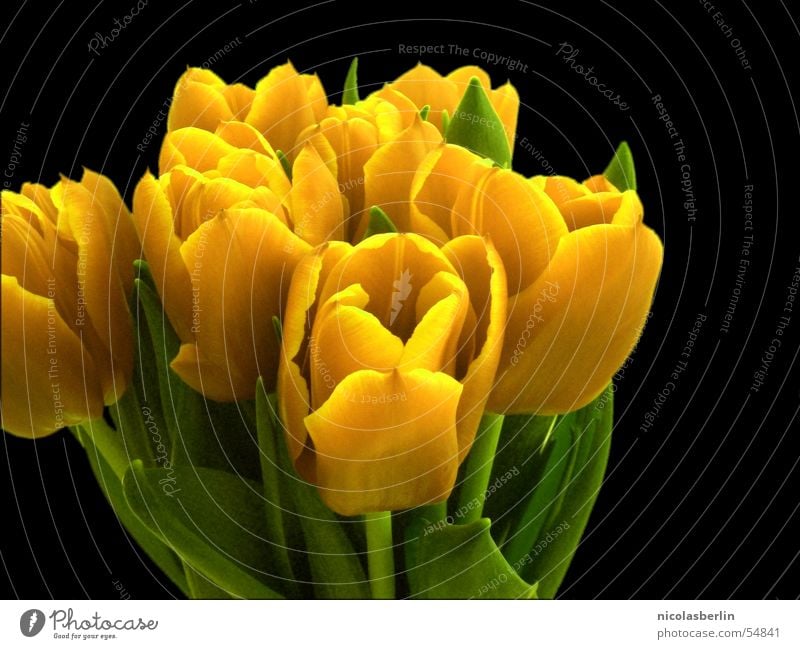 some flowers for you Joy Valentine's Day Flower Tulip Yellow Surprise Blossoming colorful Decoration Contrast saturation Spring Colour photo Multicoloured
