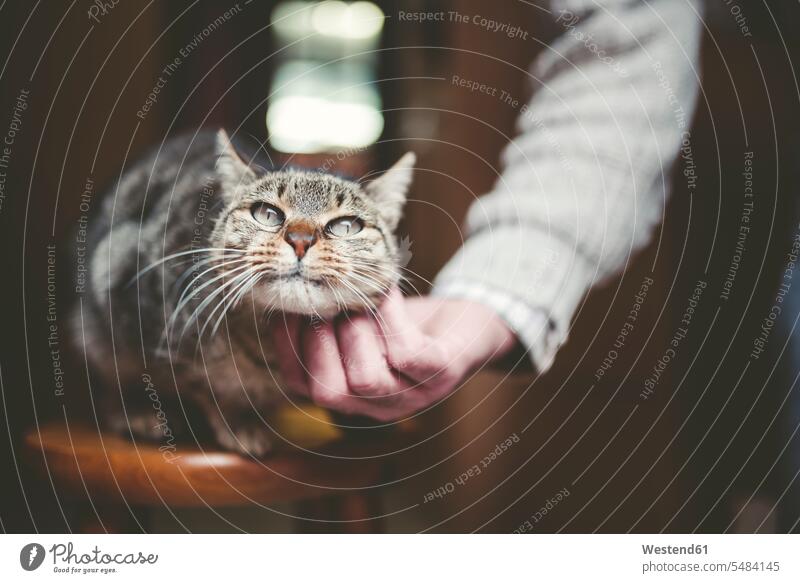 Man's hand stroking tabby cat caucasian caucasian ethnicity caucasian appearance european one animal 1 front view frontal View From Front Frontal View