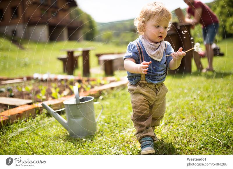 Boy in garden with watering can and father in background playing gardens domestic garden blowball dandelion clocks blowballs Dandelion Dandelions Taraxacum