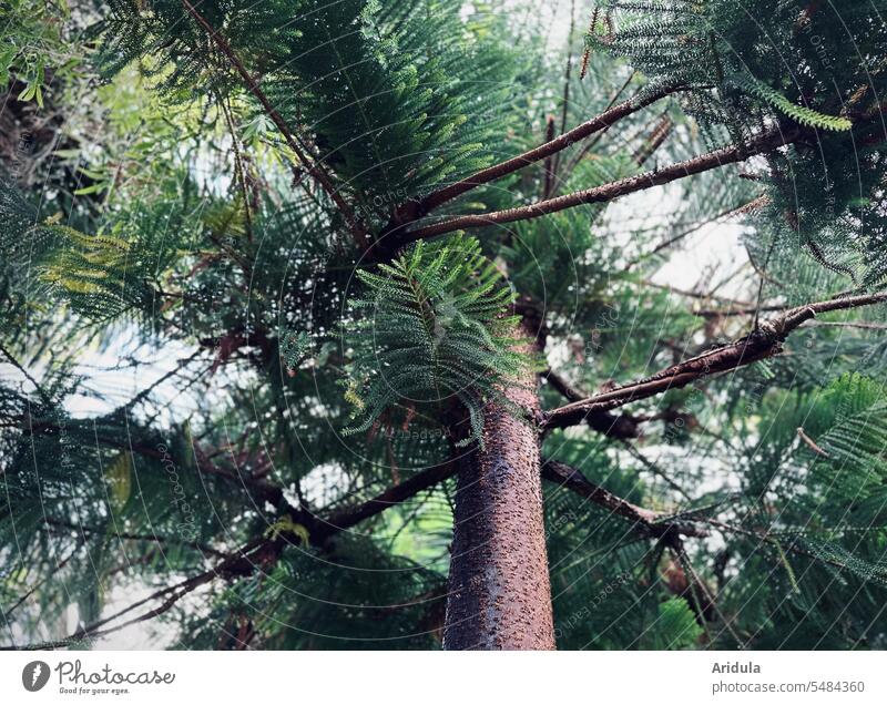 Large room fir Room fir Fir tree Tree trunk bark Tall Coniferous trees Evergreen Green Growth branches needles