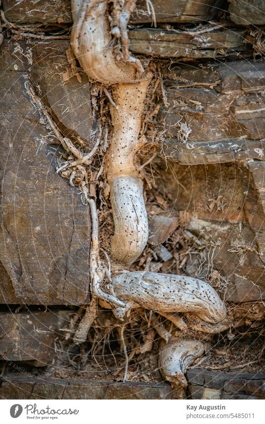 Root interlacing in masonry structures Wall (barrier) Slate Nature Integration Network nature conservation unbundling Root work Ground Nutrients nerve root