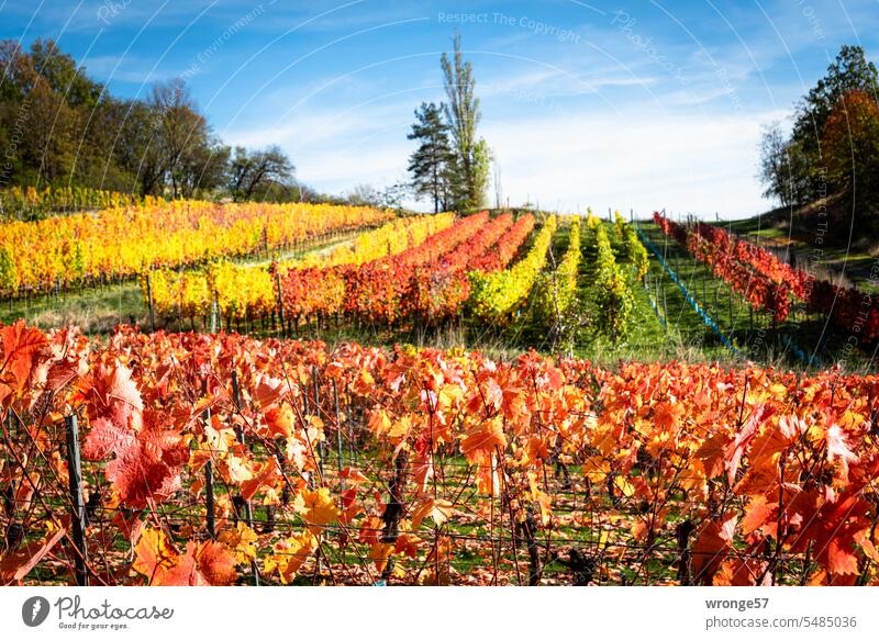 Vines with autumn colorful leaves on a vineyard in Saxony-Anhalt, Germany vines Vineyard Wine growing Landscape Exterior shot Agriculture Plant Autumn Autumnal