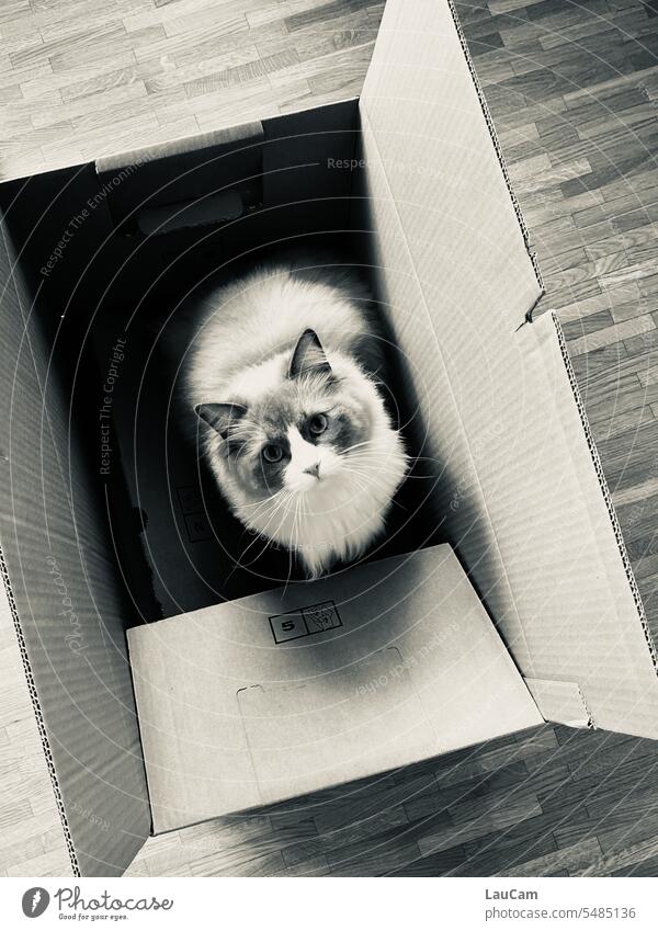 Take me with you - hangover in a box Packing case Cat relocation Grasp Pet change of flat Moving Day Upward Cute Looking Crate unsettled anxiously