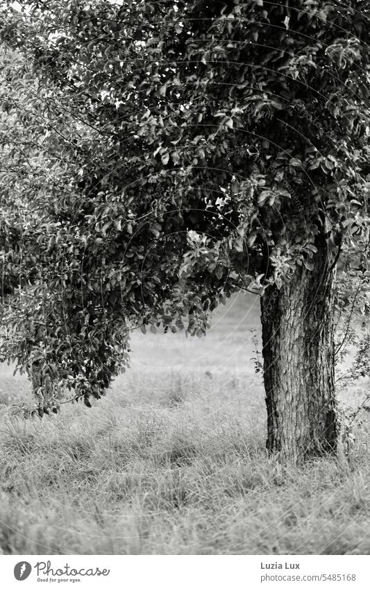 Old tree with overhanging branches, dense foliage in bw Tree Nature leaves Twigs and branches Branches and twigs luscious Strong pretty trunk abundance
