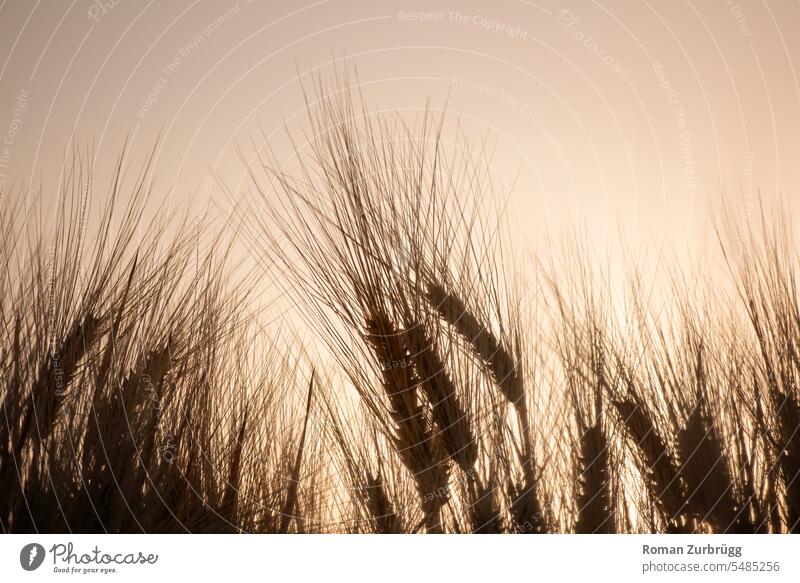 Grain field at sunset Cornfield Ear of corn Agricultural crop Agriculture Field Summer Nutrition Wheat Growth spike Harvest Food Wheatfield
