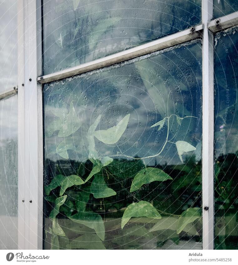Green plant behind a window pane with white frame and water drops on the pane Plant Window Foliage plant Greenhouse Glass Schribe Drops of water