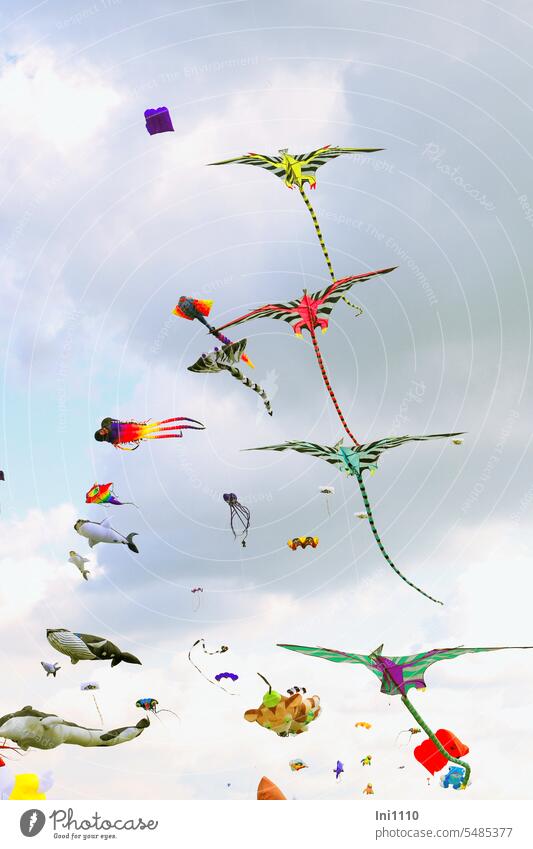 colorful hustle and bustle in the sky Beautiful weather Sky Clouds Kite festival visitor magnet kites Kite flying in part Self-made Flying objects hobby