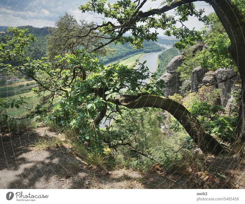 Through the branches Elbsandstone mountains Saxony Mountain Rock Deciduous tree Sky Clouds Elements Plant Landscape Environment Tourist Attraction