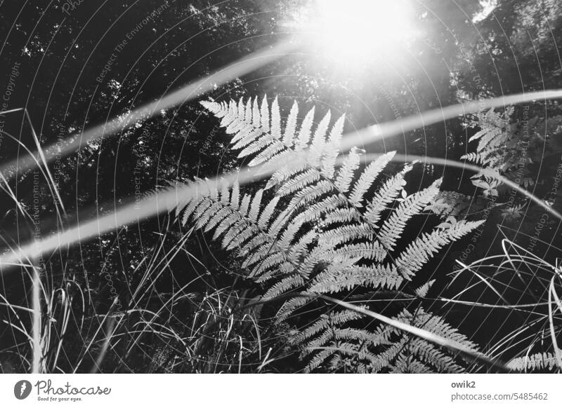 Fern in delay Forest Plant Farnsheets Nature Growth Botany Environment naturally Pteridopsida Black & white photo Worm's-eye view Delicate blades of grass