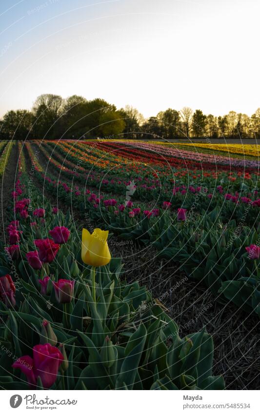Tulip field at sunset Field Sunset Yellow German culture Landscape purple Germany farm tranquility picture background Flower Blossom color picture Photography