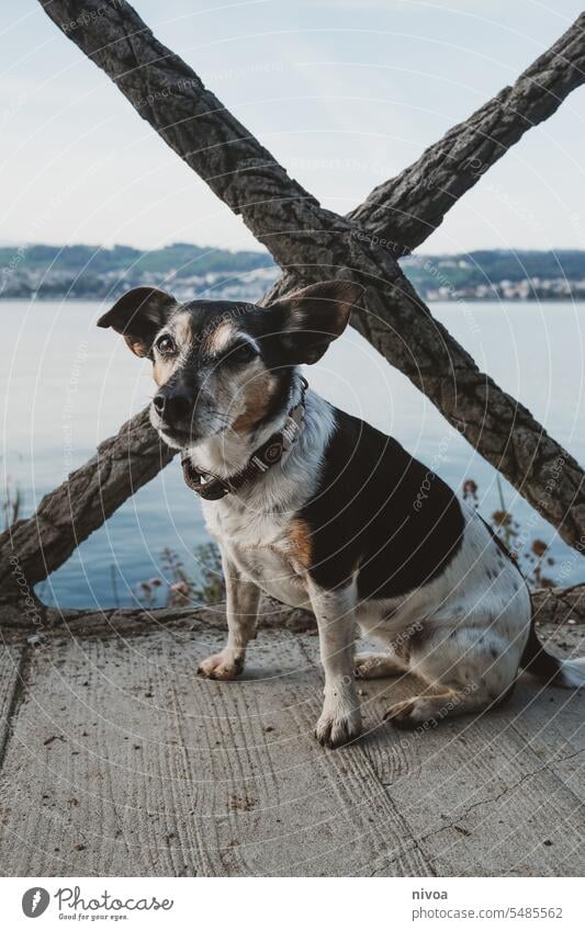 Jack Russell Terrier makes sit in front of Lake Zurich Jack Russell terrier zurichsee Sit Dog Obedient Autumn Neckband Loyalty Wait intelligent Small White Pet