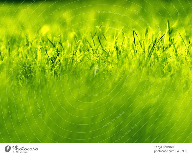 Grass from a frog's eye view with many shades of green blades of grass blade of grass stalks Meadow Lawn green meadow Grass green Green Green tones fresh green