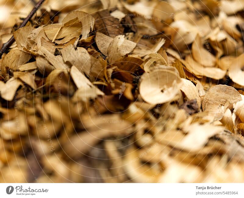 Close up of many round wood chips Wood shavings Beige Brown planed for lighting fire Ignite Light fire Wood waste Nature naturally Round Close-up Exterior shot