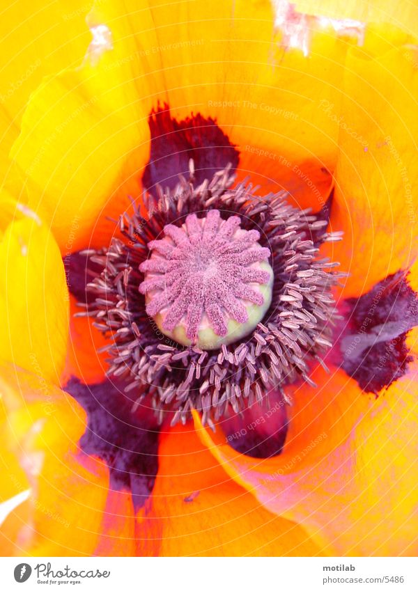 Poppy Seed Stamp Pistil Flower Colour Multicoloured