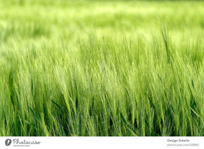 in the wind Ear of corn Spring Green Field Agriculture Grain Nature Close-up ornfeld Wind