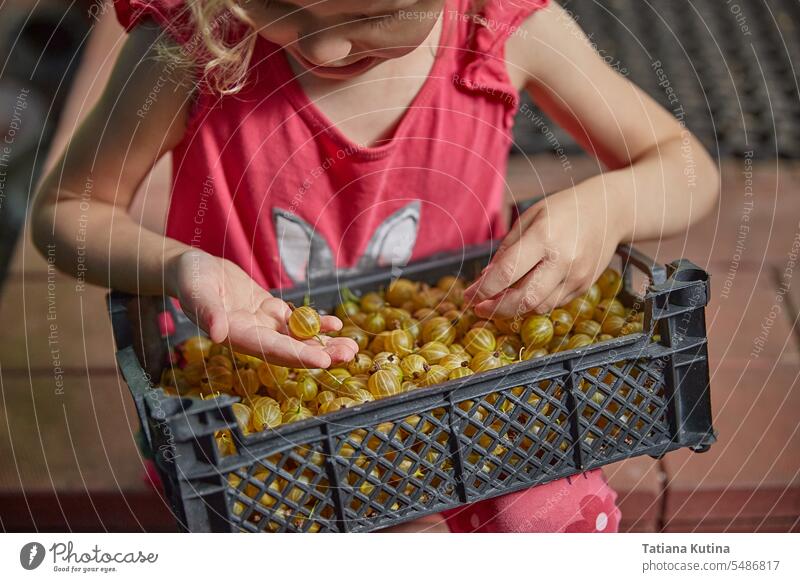 The girl is sorting gooseberry berries in a box. The concept of harvesting. food ripe vitamin organic bush healthy plant sweet closeup agriculture nature fresh
