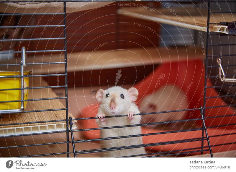 A cage with a cute Siamese rat looking out. rats pet siamese mouse peeps rodents white gaze closeup tame test curious small curiosity paw lab experiment