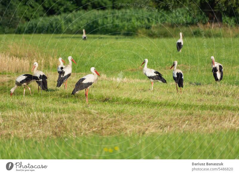A group of storks on a meadow bird animal nature wildlife white grass green outdoor white stork field feather europe summer standing walking no people black