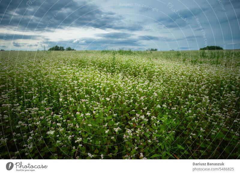 Buckwheat field and cloudy sky, summer view buckwheat flower meadow nature plantation landscape grass outdoor blooming horizontal photography agriculture