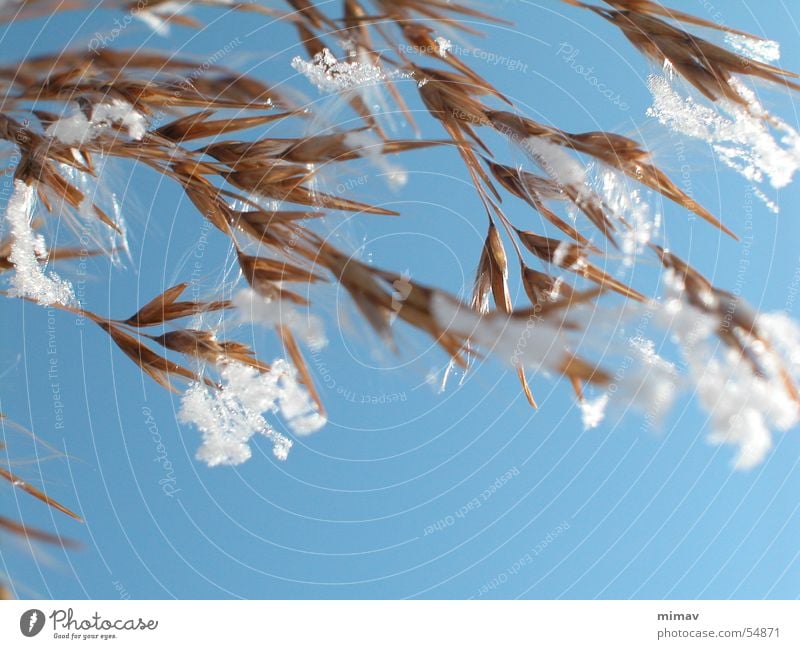 spider web mature oat Oats Snowflake Spider's web Delicate Brown Fragile Soft Winter Sewing thread Sky Blue Wind Sun