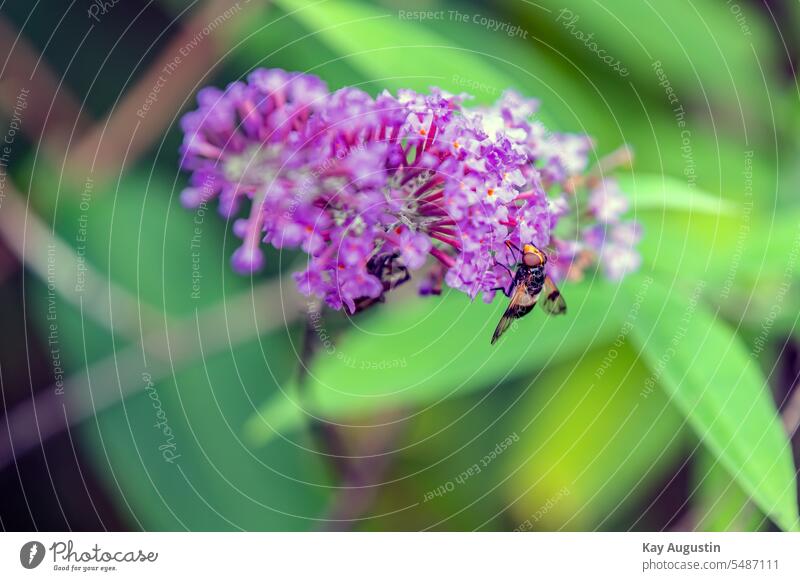 Common summer lilac butterfly bush Summer Colour photo Exterior shot Blossom Animal Insect Nature Plant Grand piano Garden Flower Environment Animal portrait