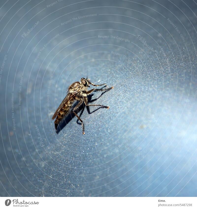 Brake on metal surface Brakes Insect Metal Nature Environment Close-up Sit tabanidae Cattle fly Dipterous sunny Shadow Gray Surface Blue Animal Fly Grand piano