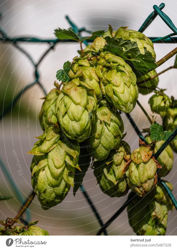 Hops growing on the fence Flowers and plants Landscape Nature Fence Plant Colour photo Garden Exterior shot naturally Close-up Environment