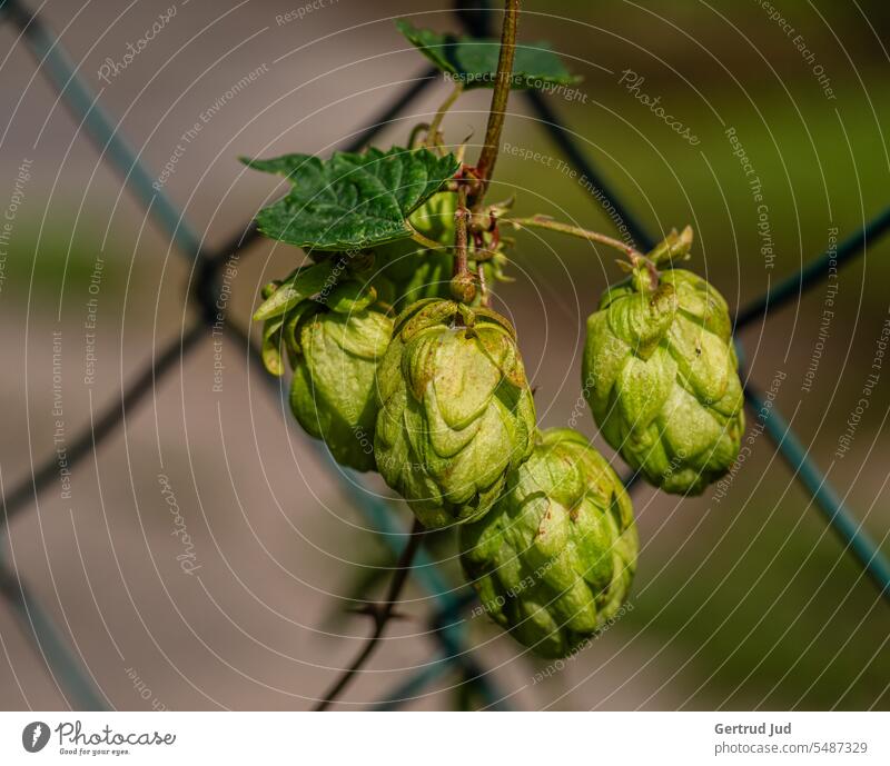 Hops grow on the fence Flowers and plants Landscape Nature Fence Plant Colour photo Garden Exterior shot naturally Shallow depth of field Autumn Autumnal