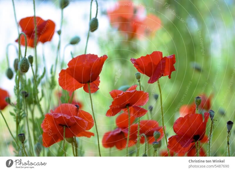 corn poppy Poppy Corn poppy wild flowers Summer Light poppy meadow Climate protection Meadow pretty Red Blossoming Sunlight Environment Environmental protection