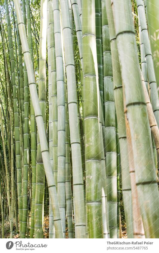 Bamboo forest - close-up wax Green Nature Plant Garden naturally Growth Forest Bamboo stick Colour photo