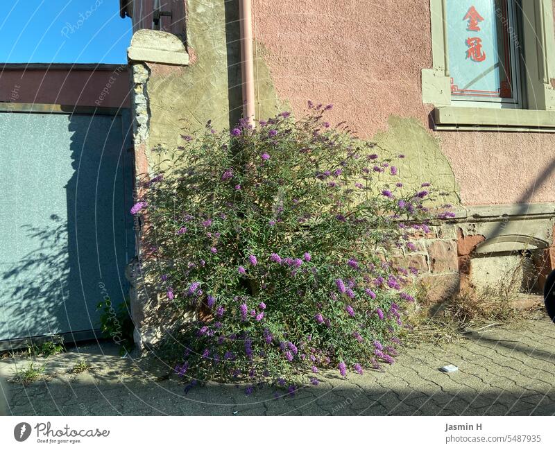 Butterfly lilac from the asphalt butterfly bush Summer Nature Wild plant Asphalt Street street style Outdoors urban Colour photo Shadow Shadow play variegated