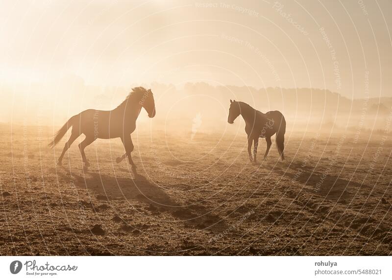 horses galloping on misty sunny pasture pony animal fog foggy sunrise dawn sunlight sunshine early morning graze pastoral field meadow bright rurl galoping run