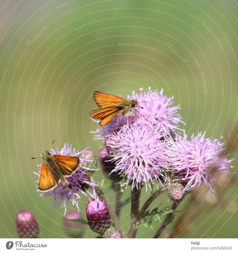 two rust colored bullhead butterflies on a thistle Butterfly Rufous Thickheaded Fritillary Ochlodes sylvanus Insect russet Summer Plant Blossom bud Sunlight