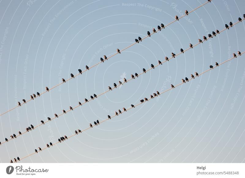 Star Parade Bird Starling Many Migratory bird Assembly power line Sit Wait rest Star line-up Side by side Sky Cloudless sky Beautiful weather Summer Diagonal