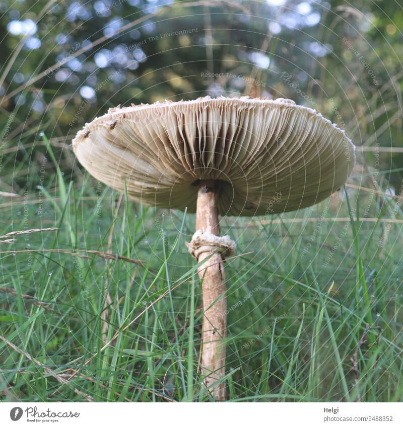 Giant parasol mushroom in grass Mushroom Parasol mushroom huge Large wax Grass Nature Edge of the forest Exterior shot naturally Giant Parasol